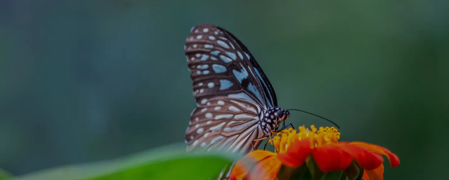 Biodiversity Management